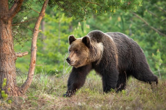 クマが出たぞー！