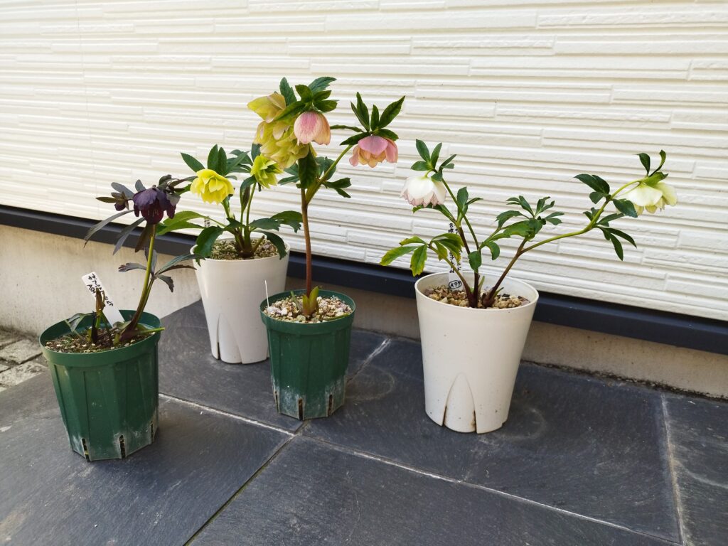 うちの春の花